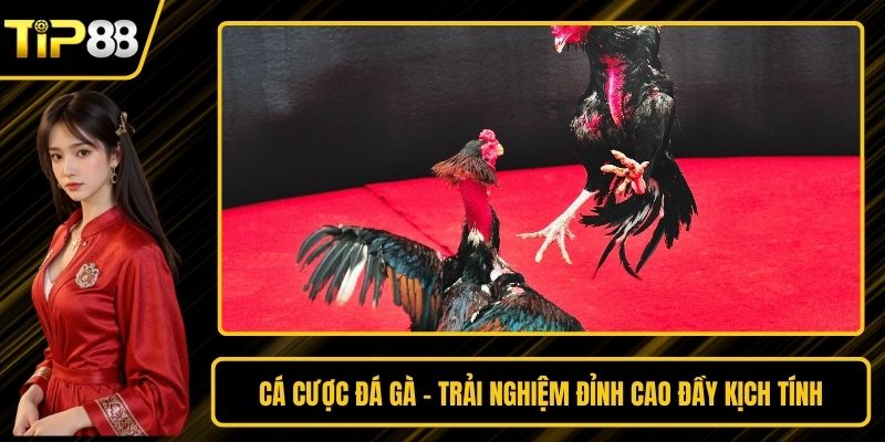 Cá Cược Đá Gà - Trải Nghiệm Đỉnh Cao Đầy Kịch Tính