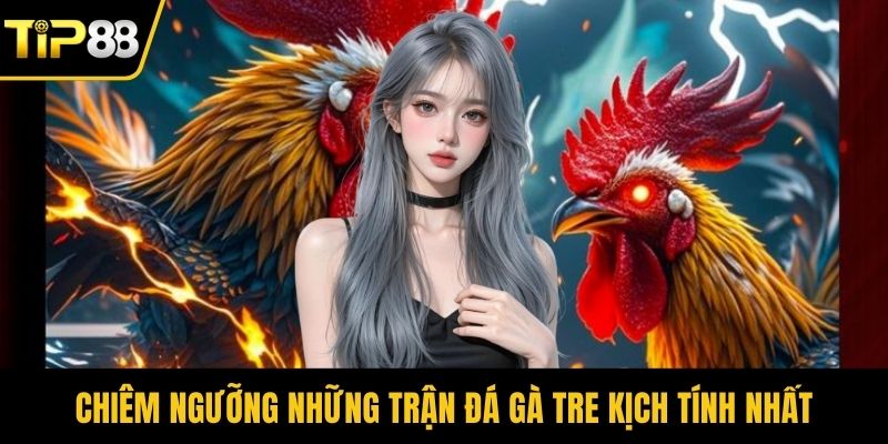 Chiêm ngưỡng những trận đá gà tre kịch tính nhất
