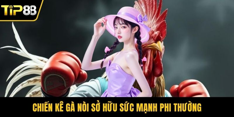 Chiến kê gà nòi sở hữu sức mạnh phi thường