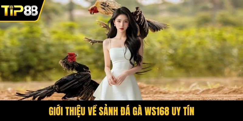 Giới thiệu về sảnh đá gà WS168 uy tín