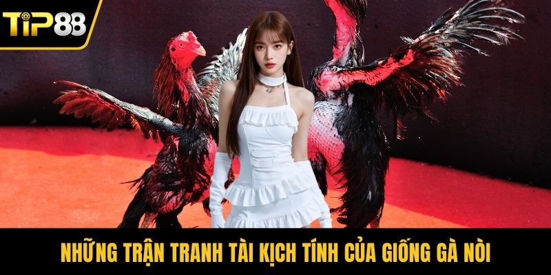 Những trận tranh tài kịch tính của giống gà nòi